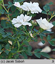Rosa hort. White The Fairy