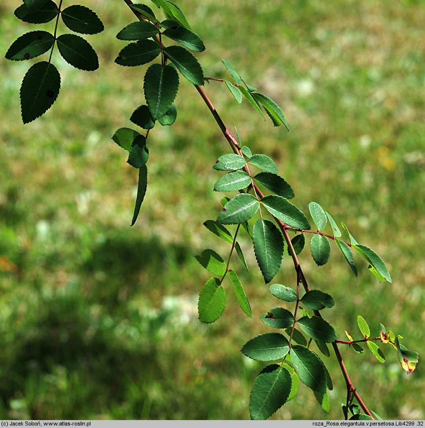 Rosa elegantula