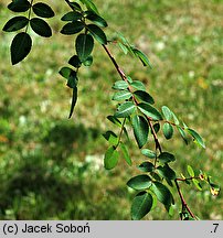 Rosa elegantula