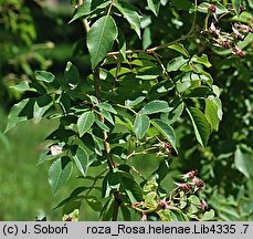 Rosa helenae (róża Heleny)