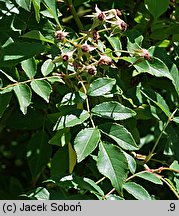 Rosa helenae (róża Heleny)