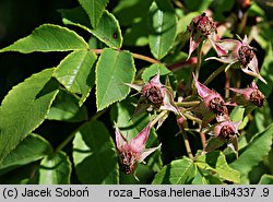 Rosa helenae (róża Heleny)