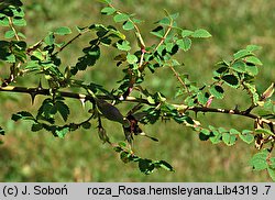 Rosa hemsleyana