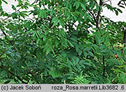 Rosa marretii (róża Marreta)