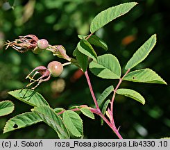 Rosa pisocarpa (róża bagienna)