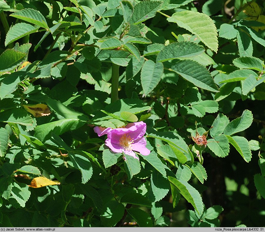 Rosa pisocarpa (róża bagienna)