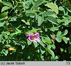 Rosa pisocarpa (róża bagienna)