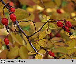 Rosa pisocarpa (róża bagienna)