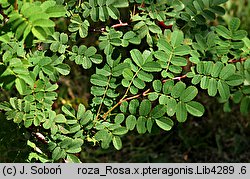 Rosa ×pteragonis