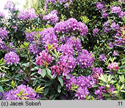 Rhododendron Lee's Dark Purple