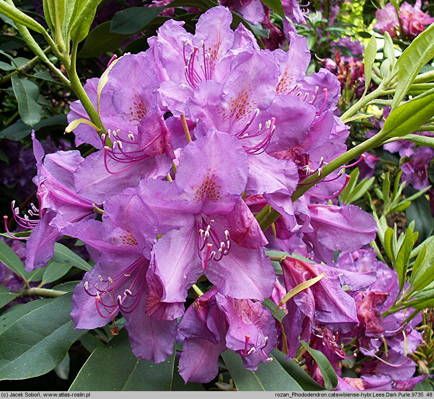 Rhododendron Lee's Dark Purple