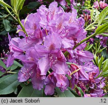 Rhododendron Lee's Dark Purple