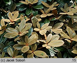 Rhododendron bureavii (różanecznik Bureava)