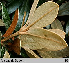 Rhododendron bureavii (różanecznik Bureava)