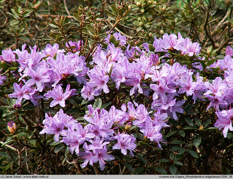 Rhododendron ×edgarianum (różanecznik Edgara)