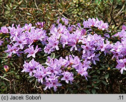 Rhododendron ×edgarianum (różanecznik Edgara)