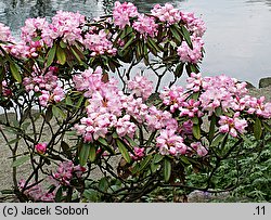 Rhododendron japonoheptamerum var. japonoheptamerum (różanecznik Metternicha)