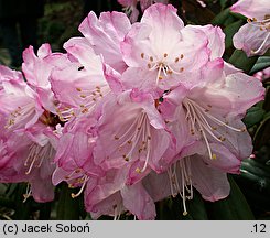 Rhododendron japonoheptamerum var. japonoheptamerum (różanecznik Metternicha)