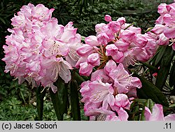 Rhododendron japonoheptamerum var. japonoheptamerum (różanecznik Metternicha)