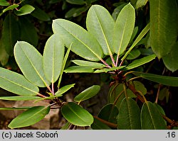 Rhododendron purdomii (różanecznik Purdoma)