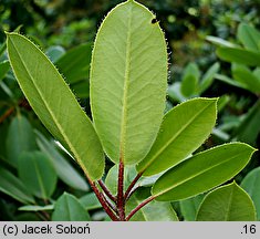 Rhododendron purdomii (różanecznik Purdoma)