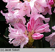 Rhododendron roxieanum