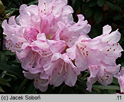 Rhododendron roxieanum