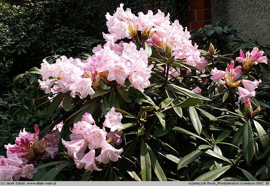 Rhododendron roxieanum