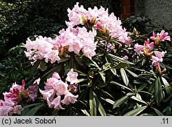 Rhododendron roxieanum