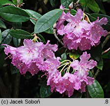 Rhododendron smirnowii (różanecznik Smirnowa)