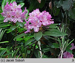 Rhododendron smirnowii (różanecznik Smirnowa)