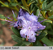 Rhododendron Buchlovice