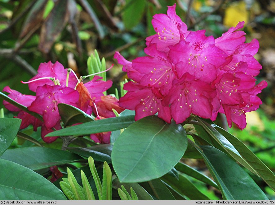 Rhododendron Ella