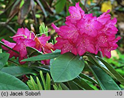 Rhododendron Ella