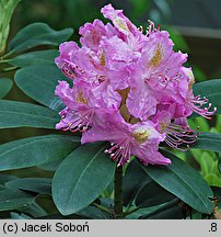 Rhododendron Etzel