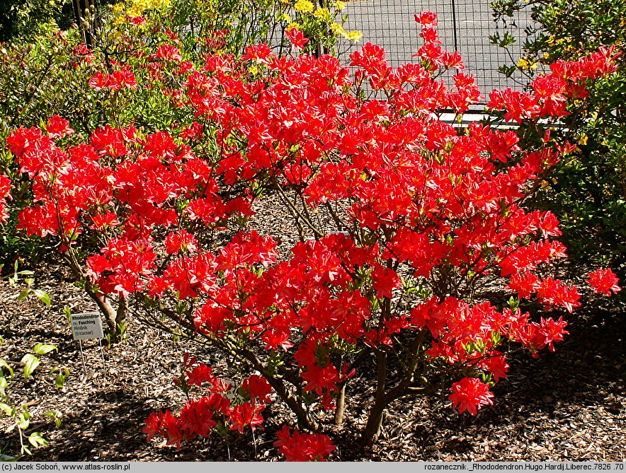 Rhododendron hort. Hugo Hardijzer