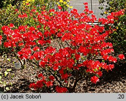 Rhododendron hort. Hugo Hardijzer