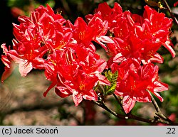 Rhododendron hort. Hugo Hardijzer