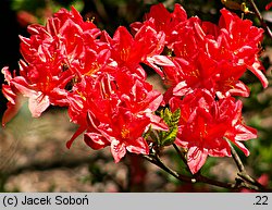 Rhododendron Hugo Hardijzer