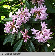 Rhododendron laetevirens