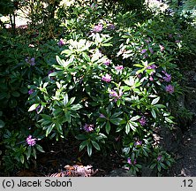 Rhododendron laetevirens