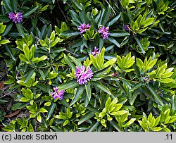 Rhododendron laetevirens