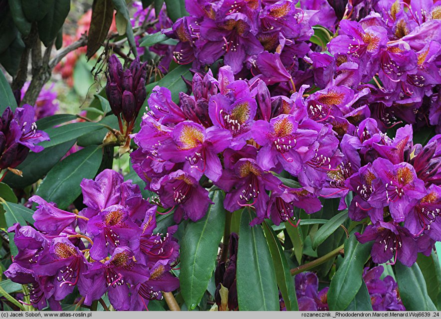Rhododendron hort. Marcel Menard