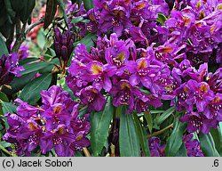 Rhododendron hort. Marcel Menard