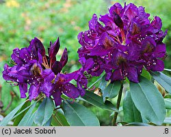 Rhododendron hort. Marcel Menard