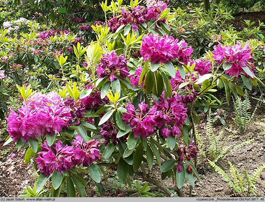 Rhododendron hort. Old Port