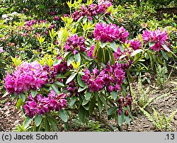 Rhododendron hort. Old Port