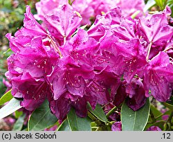 Rhododendron Old Port