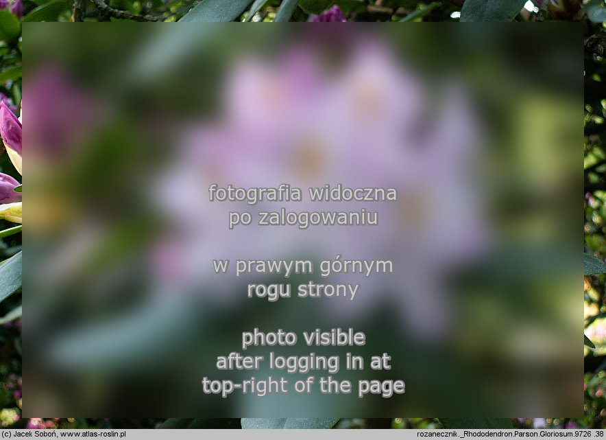 Rhododendron Parson's Gloriosum