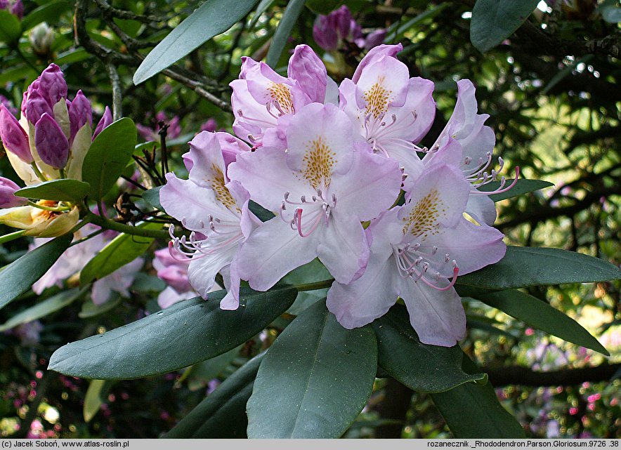 Rhododendron hort. Parson's Gloriosum
